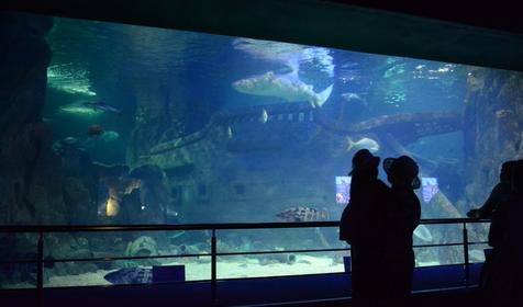 Океанариум Sochi Discovery World Aquarium, г. Сочи