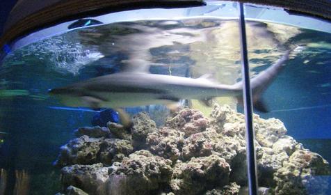 Океанариум "Подводный мир"