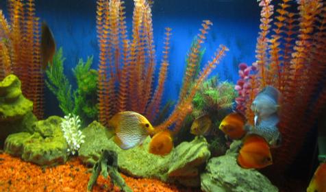 Океанариум "Подводный мир"