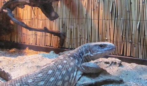 Экзотариум