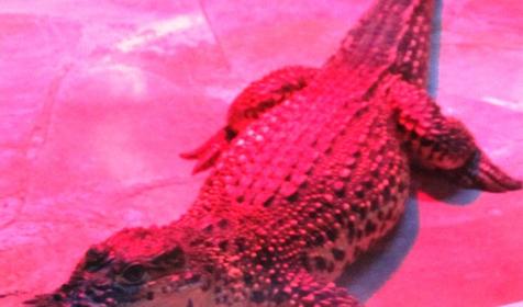 Экзотариум