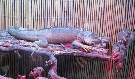 Экзотариум