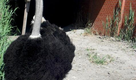 База отдыха Тихая гавань, ст. Медведовская