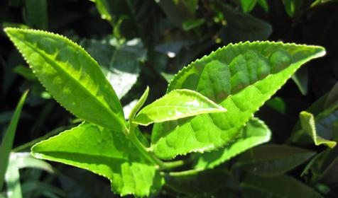 Чайные плантации в Адыгее