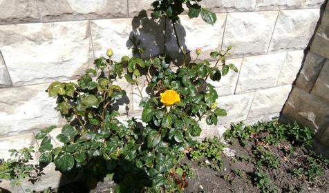 Гостевой дом "Ника", Кабардинка