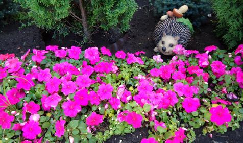 Цветы. Гостевой дом "Адмирал", п. Небуг