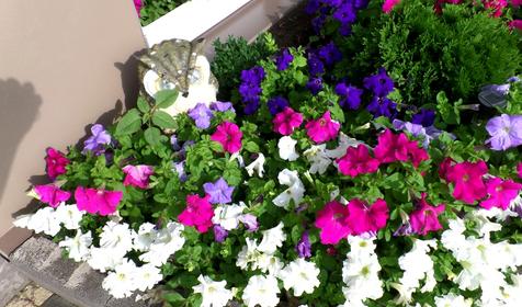 Цветы. Гостевой дом "Адмирал", п. Небуг