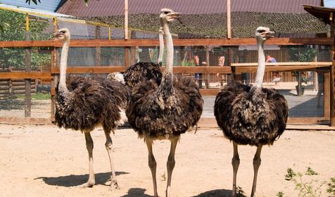 Зоопарк. Пансионат "Tizdar Family Resort & Spa 5*", пос. За Родину