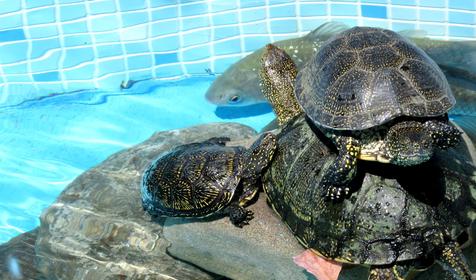 Фонтан с черепахами. Гостевой дом "Отдых у Татьяны", ст. Должанская