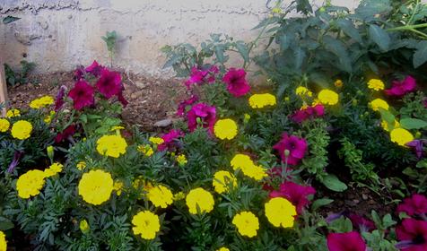 Гостевой дом Виолетта, г. Адлер