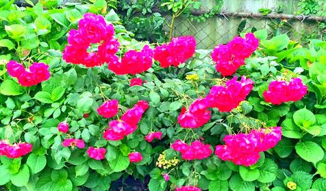 Частная мини-гостиница "Адлер-НаИгМа", г. Сочи, Адлерский р-н