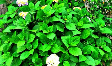 Частная мини-гостиница "Адлер-НаИгМа", г. Сочи, Адлерский р-н