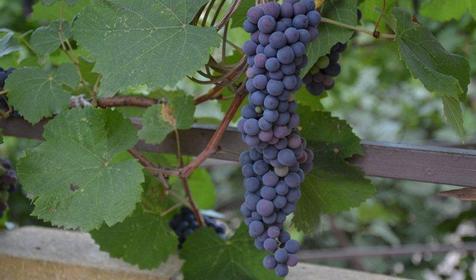 Территория. Отель ЛЭНСиС, г. Сочи, Адлерский район, г. Адлер