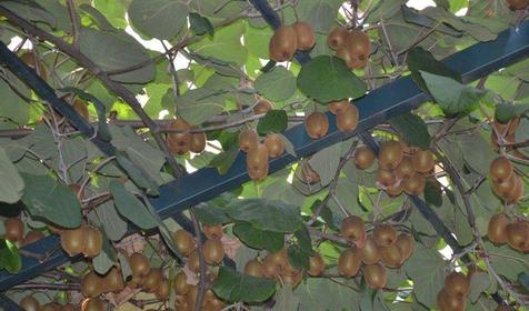 Территория. Отель ЛЭНСиС, г. Сочи, Адлерский район, г. Адлер