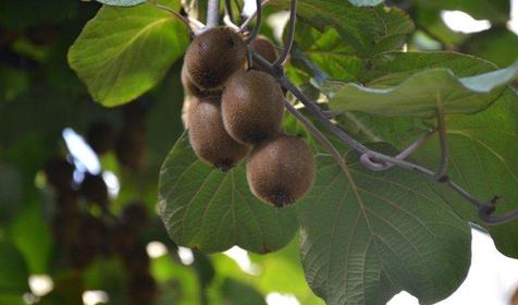 Территория. Отель ЛЭНСиС, г. Сочи, Адлерский район, г. Адлер