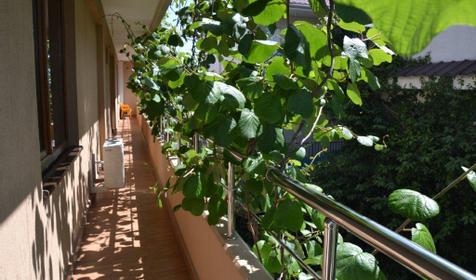 Территория. Отель ЛЭНСиС, г. Сочи, Адлерский район, г. Адлер