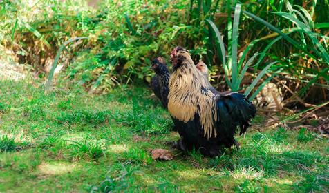 Ресторан. Туристический комплекс Озеро Дивное, п. Лазаревское