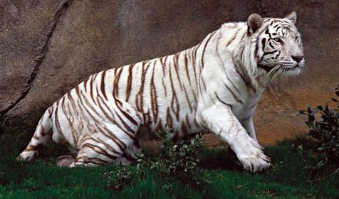 Обитатели Сафари-парка. Краснодар