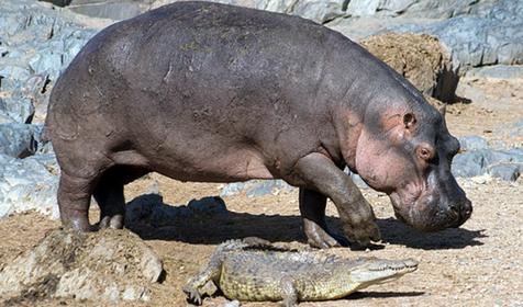 Обитатели Сафари-парка. Краснодар