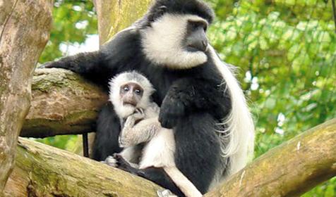 Обитатели Сафари-парка. Краснодар