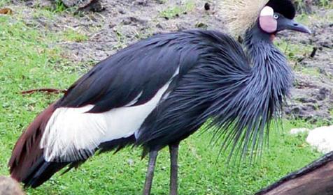 Обитатели Сафари-парка. Краснодар