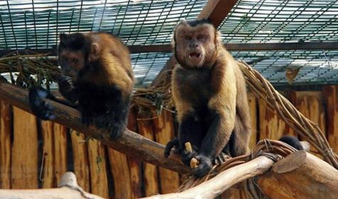 Обитатели Сафари-парка. Краснодар