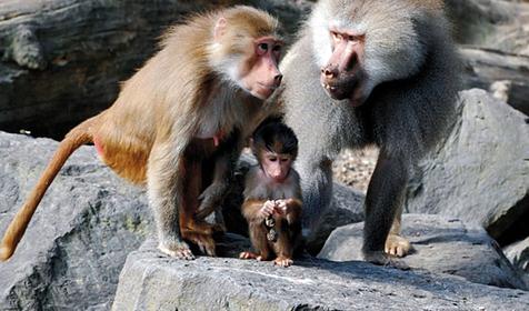 Обитатели Сафари-парка. Краснодар