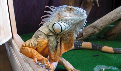 Обитатели Сафари-парка. Краснодар