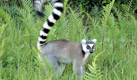 Обитатели Сафари-парка. Краснодар