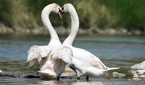 Обитатели Сафари-парка. Краснодар