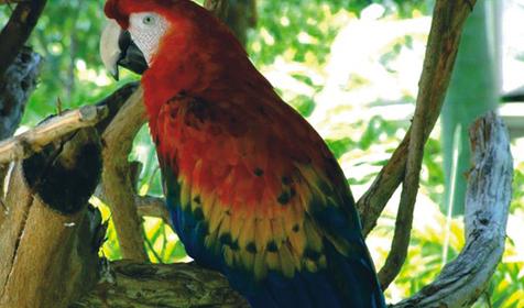 Обитатели Сафари-парка. Краснодар