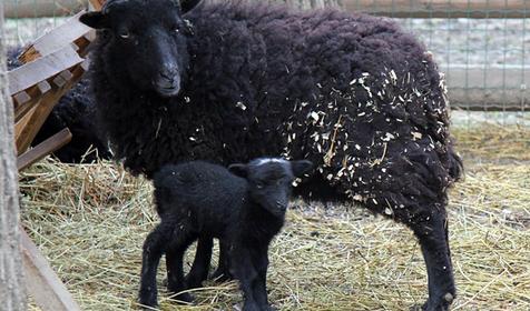 Обитатели Сафари-парка. Краснодар