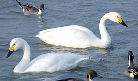 Обитатели Сафари-парка. Краснодар