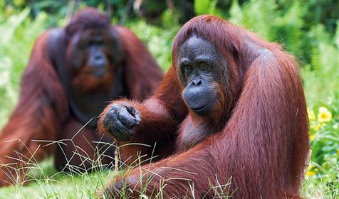 Обитатели Сафари-парка. Краснодар