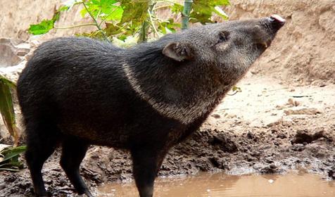 Обитатели Сафари-парка. Краснодар