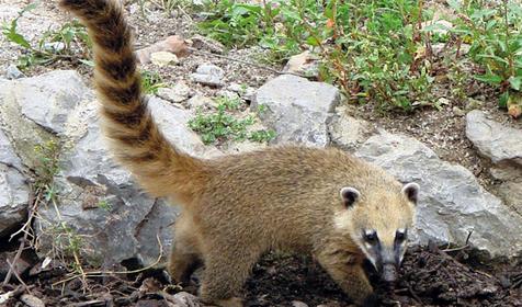 Обитатели Сафари-парка. Краснодар