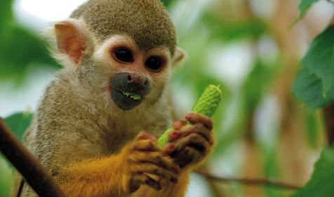 Обитатели Сафари-парка. Краснодар