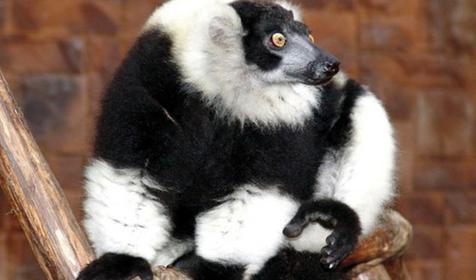 Обитатели Сафари-парка. Краснодар