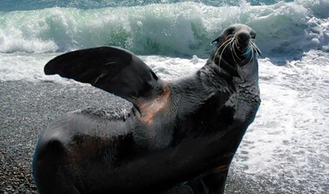 Обитатели Сафари-парка. Краснодар