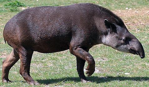 Обитатели Сафари-парка. Краснодар