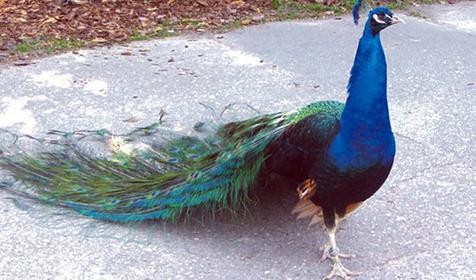 Обитатели Сафари-парка. Краснодар