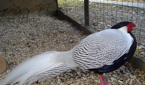 Обитатели Сафари-парка. Краснодар