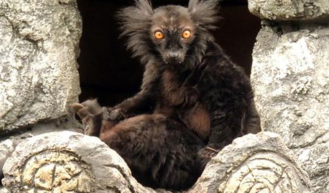 Обитатели Сафари-парка. Краснодар