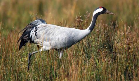 Обитатели Сафари-парка. Краснодар