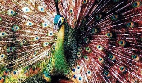 Обитатели Сафари-парка. Краснодар