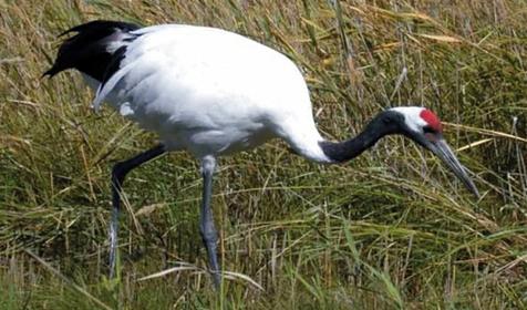 Обитатели Сафари-парка. Краснодар