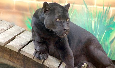 Обитатели Сафари-парка. Краснодар