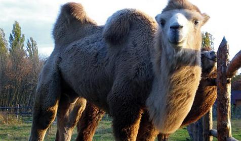 Обитатели Сафари-парка. Краснодар