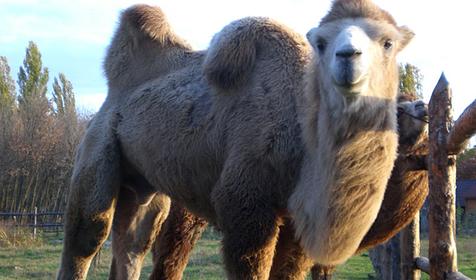 Обитатели Сафари-парка. Краснодар