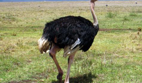 Обитатели Сафари-парка. Краснодар